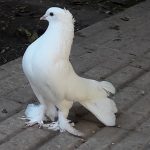 mohammadreza49